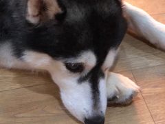 -Husky Go! 哈士奇体验馆·宠物咖啡厅狗咖