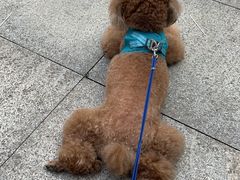 -伟伟宠物医院·CT影像中心·瑞派犬猫综合性门诊(汉口总院)