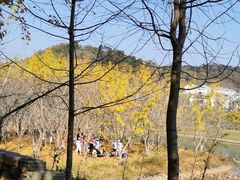 -千年银杏谷文化旅游区