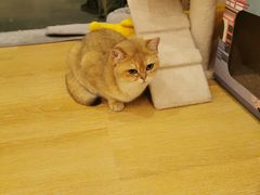-猫咪派对(江南西店)