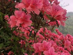 -木兰云雾山
