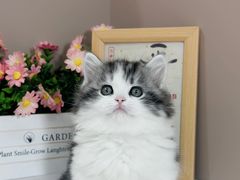 -小猫来了·猫舍(红山六九七九店)