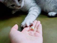 -圣宠宠物(平吉花卉市场店)