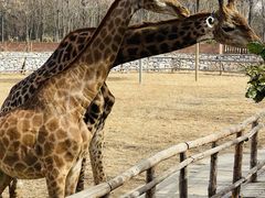 -北京野生动物园