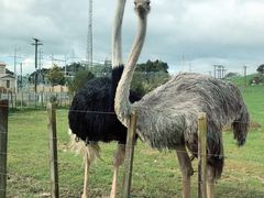 -怀托摩萤火虫洞