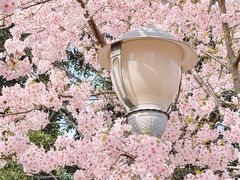 -顾村公园