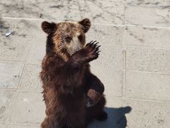 -西霞口神雕山野生动物世界