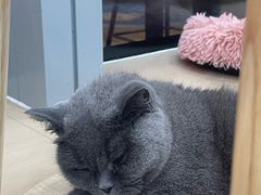 -有喵·猫咖·狗咖·30几只猫10只小狗(岗厦店)