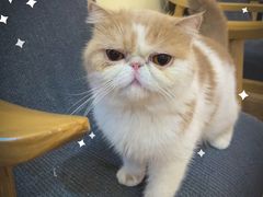 -滚猫咖啡·猫咖·猫友好撸猫(未来城店)