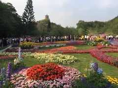 -深圳仙湖植物园