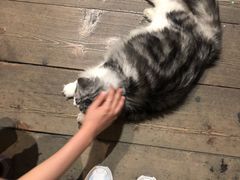 -猫咪博物馆(顶澳仔猫街店)