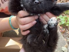 -艾贝尔宠物诊疗