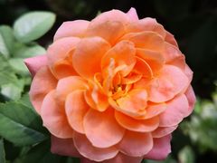 -中国科学院华南植物园