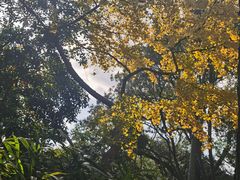 -秋霞圃