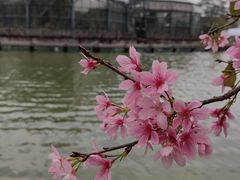 -中国科学院华南植物园