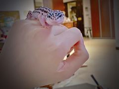 -酷以爬仙阁实体爬宠店·守宫·蜥蜴·专业繁育