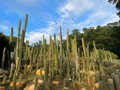 -深圳仙湖植物园