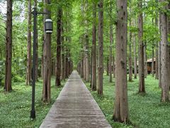 -黄海国家森林公园