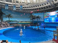 -海合安成都极地海洋公园