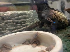 -酷以爬仙阁实体爬宠店·守宫·蜥蜴·专业繁育