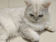 -怪兽屋·羊驼·猫咖·狗咖(俊华广场店)
