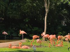 -深圳野生动物园