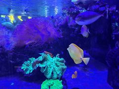 -海合安武汉极地海洋公园