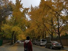 -三里屯东五街银杏大道