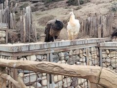 -青藏高原野生动物园