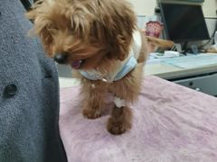 -动物缘宠物医院·骨科·猫科(西二环店)