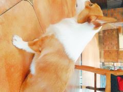 -more than meow吴止猫主题餐厅(承德 中船汇店)