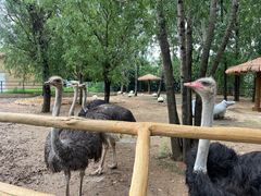 -大连森林动物园