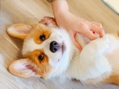 -浣熊柯尔鸭土拨鼠·电玩咖