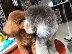 -Oh My Dog宠物沙龙(伊珊娜皮毛护理店)