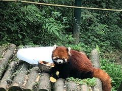 -都江堰中华大熊猫苑