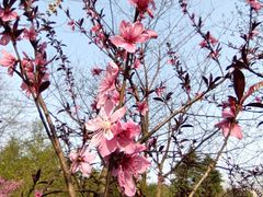 -重庆彩云湖湿地公园