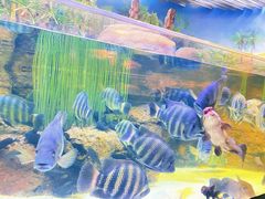 -上海海洋水族馆