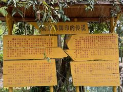 -莫里热带雨林景区