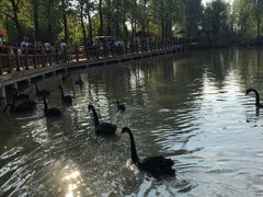 -溱湖国家湿地公园