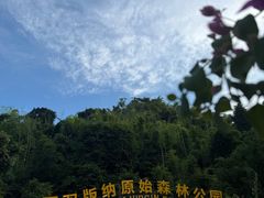 -西双版纳原始森林公园