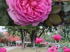 -人民公园(罗湖区)