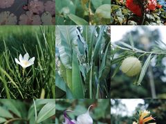 -中国科学院西双版纳热带植物园