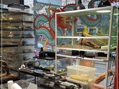 -酷以爬仙阁实体爬宠店·守宫·蜥蜴·专业繁育