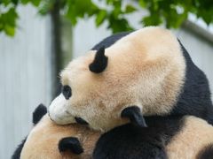 -卧龙中华大熊猫苑神树坪基地