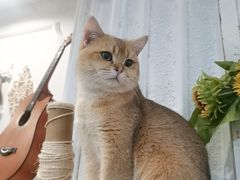 -共舞时光猫咖·狗咖(新街口店)