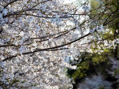 -鸡鸣寺