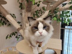 -唐小姐の私宠·宠物洗护美容·撸猫馆·购宠(周浦万达旗舰店)