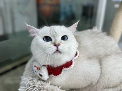 -爱洗澡的猫(天河路店)