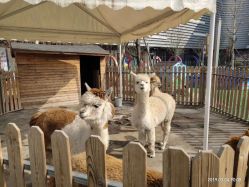 -萌宠亲子动物乐园(槐房万达店)