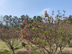 -南国桃园旅游度假区